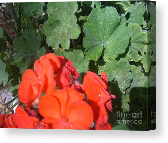 Sparkly Leaves Canvas Print featuring the photograph Sparkly Leaves with Red Blooms by Barbara Plattenburg