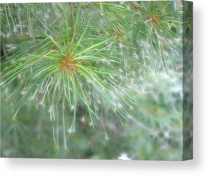 Pine Canvas Print featuring the photograph Sparkly Pine by Rhonda Barrett