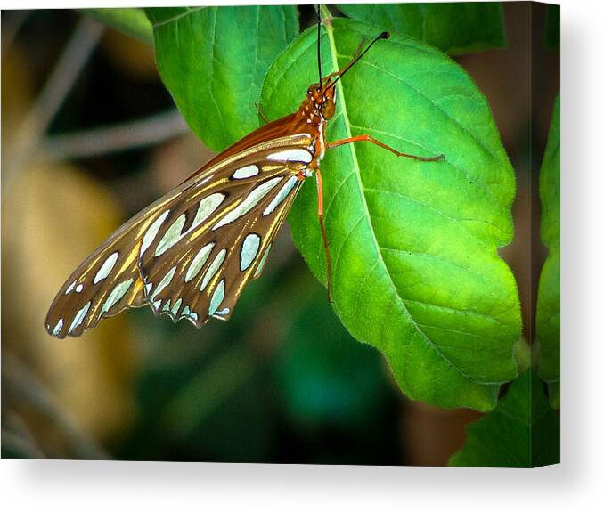 Insect Canvas Print featuring the photograph Spots Showing by Stacy Michelle Smith