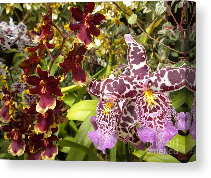 Nature Canvas Print featuring the photograph Spotted Flowers by Silvie Kendall