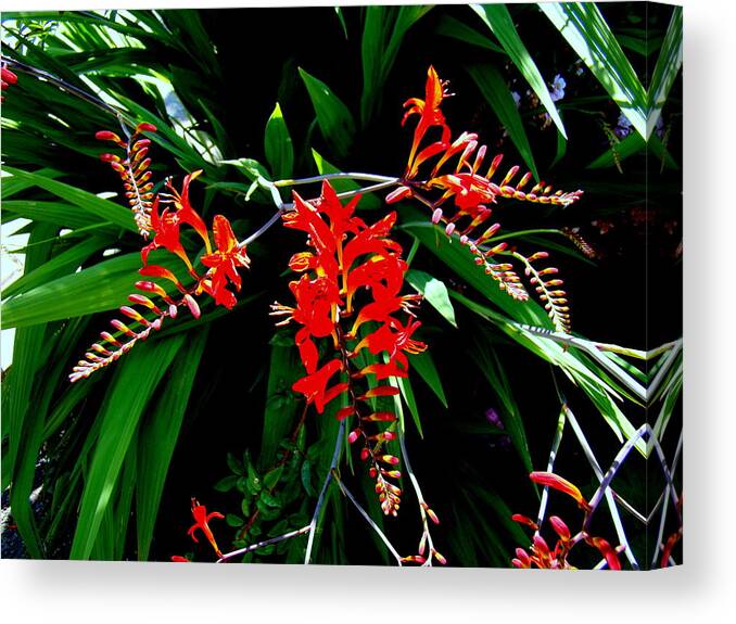 Crocosmia Canvas Print featuring the photograph Sprig of Crocosmia by Nick Kloepping
