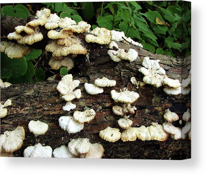 Fungus Canvas Print featuring the mixed media Spring Fungus by Bruce Ritchie