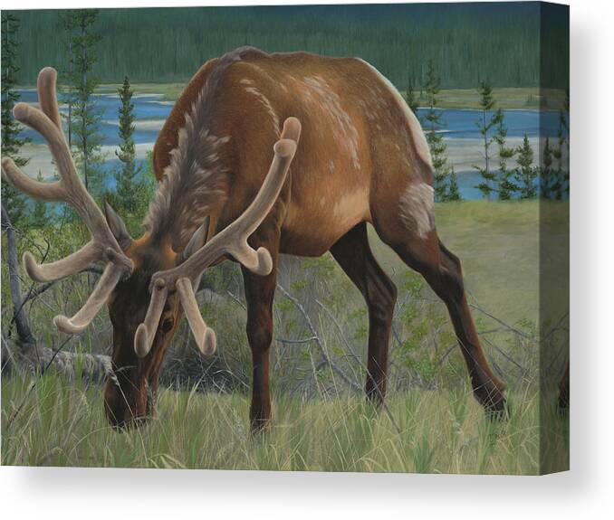 Elk Canvas Print featuring the painting Spring Gazing by Tammy Taylor