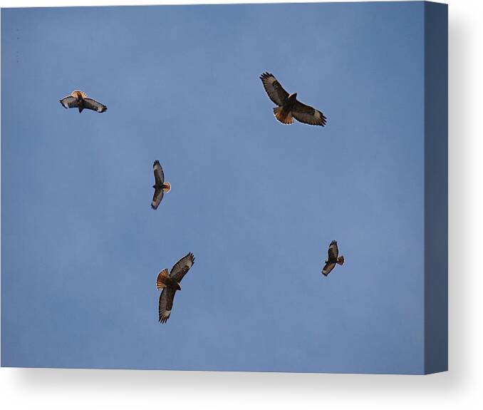 Red-tailed Hawk Canvas Print featuring the photograph Spring Territorial Ritual by Nick Kloepping