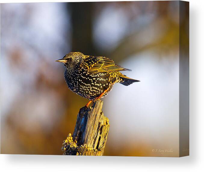 Photo Art Canvas Print featuring the digital art Starling Waiting His Turn by J Larry Walker