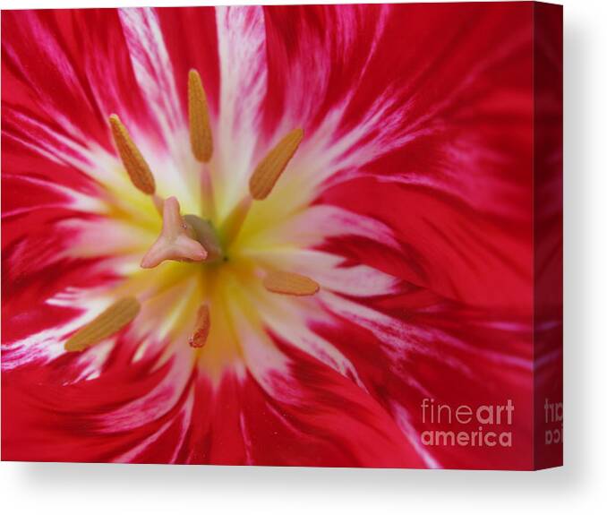 Tulip Canvas Print featuring the photograph Striped Flaming Tulips. Hot Pink Rio Carnival by Ausra Huntington nee Paulauskaite