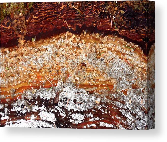 Douglas Fir Canvas Print featuring the photograph Stump Abstract by Peter Mooyman