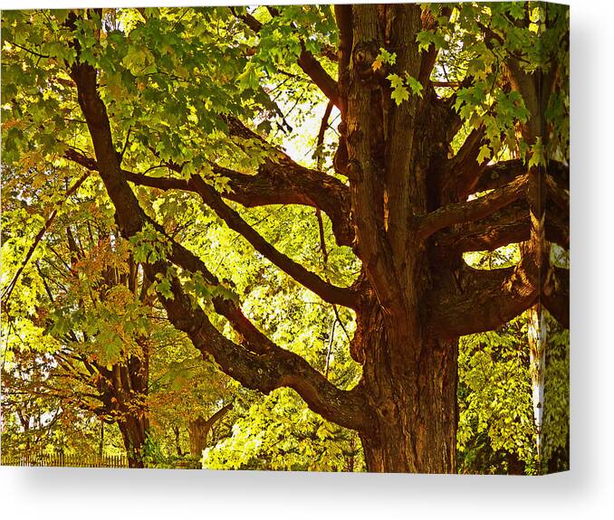 Maple Canvas Print featuring the photograph Sugarbush by William Fields