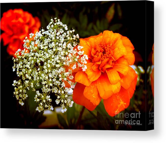 Flower Canvas Print featuring the photograph Summer by Milena Ilieva