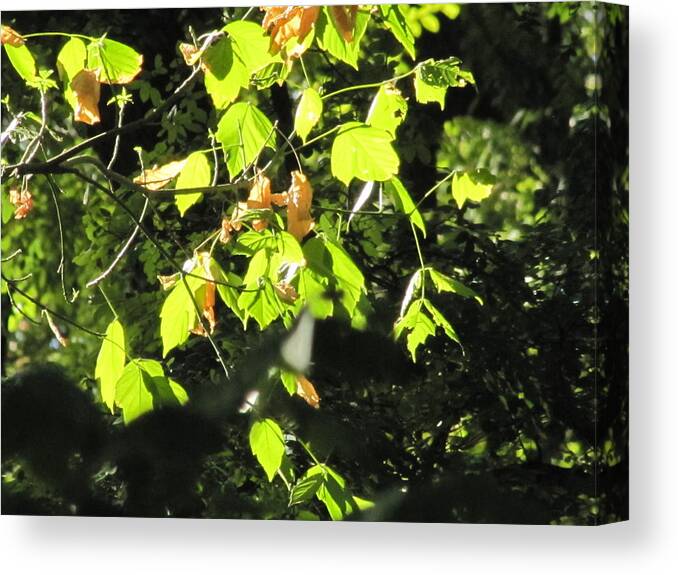 Leaves Through The Sunshine Canvas Print featuring the photograph Sun Though the Leaves by Shawn Hughes