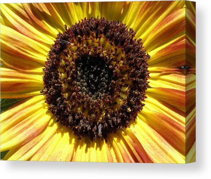 Flower Canvas Print featuring the photograph Sunburst by Kim Galluzzo