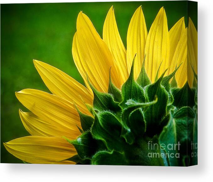 Flower Canvas Print featuring the photograph Sunflower by Larry Carr