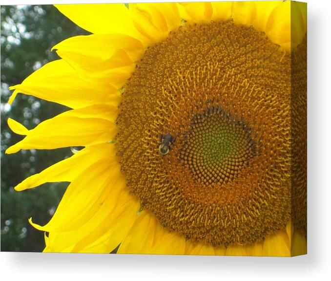 Sunflower Canvas Print featuring the photograph Sunflower by Lou Ann Bagnall
