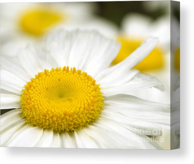 Daisy Canvas Print featuring the photograph Sunny-side Up Daisy by Sharon Talson