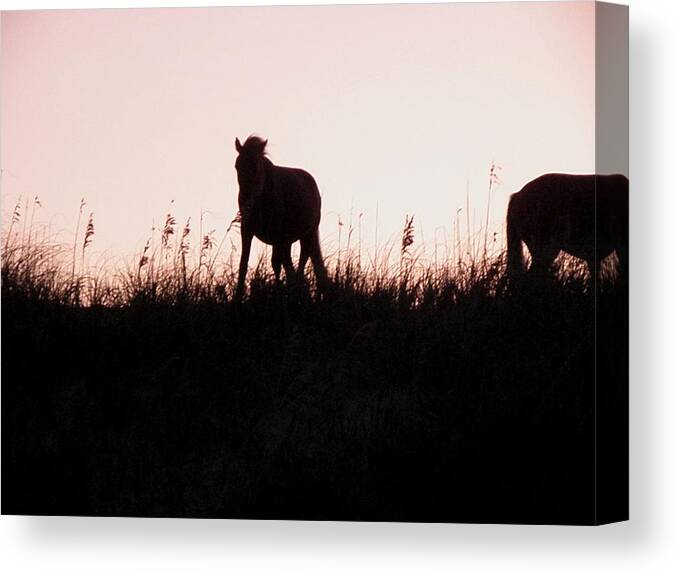 Wild Canvas Print featuring the photograph Sunset Wildness by Kim Galluzzo