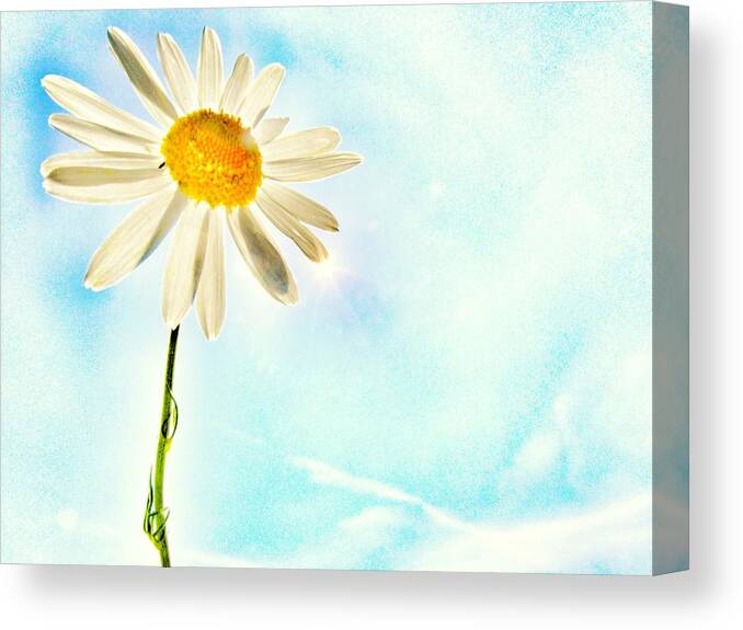 Daisy Canvas Print featuring the photograph Sunshine by Marianna Mills