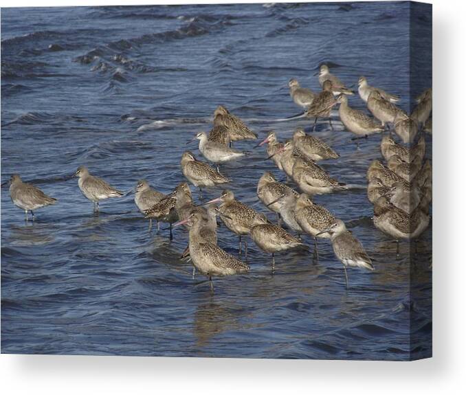 Birds Canvas Print featuring the photograph Surfing by Ramie Liddle