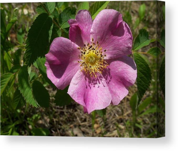 Nature Canvas Print featuring the photograph Swamp Rose by David Pickett
