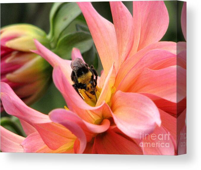 Flower Canvas Print featuring the photograph Sweet Nectar by Rory Siegel
