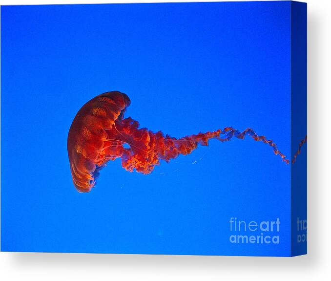 Jellyfish Canvas Print featuring the photograph Swimmer by Mark Messenger
