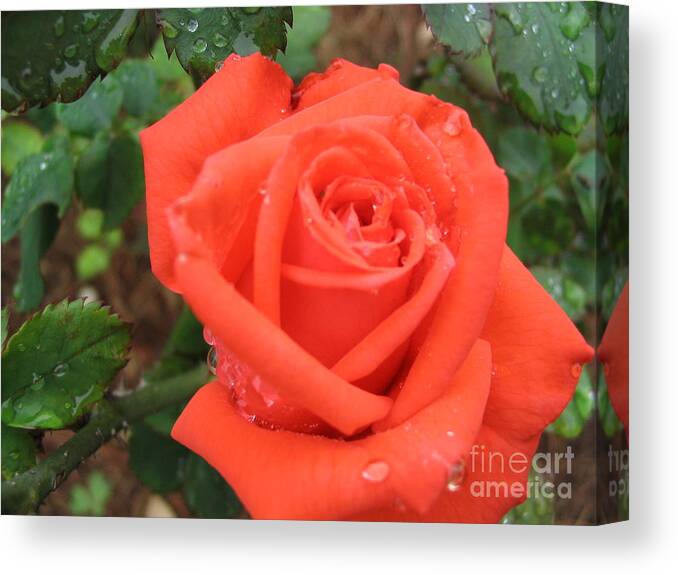 Rose Canvas Print featuring the photograph Tee Sip by Mark Robbins