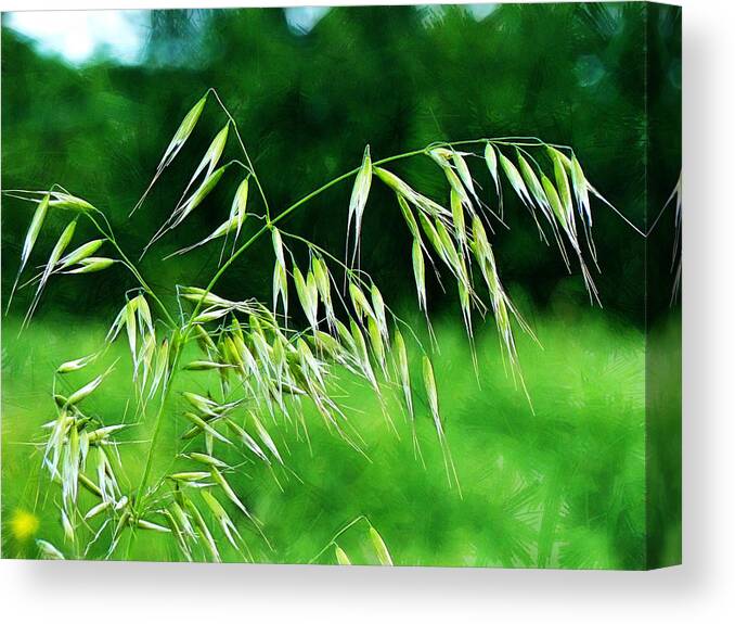 Grass Canvas Print featuring the photograph The Grass Seeds by Steve Taylor