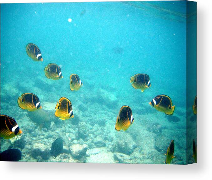 Fish Canvas Print featuring the photograph The Group by Karen Nicholson