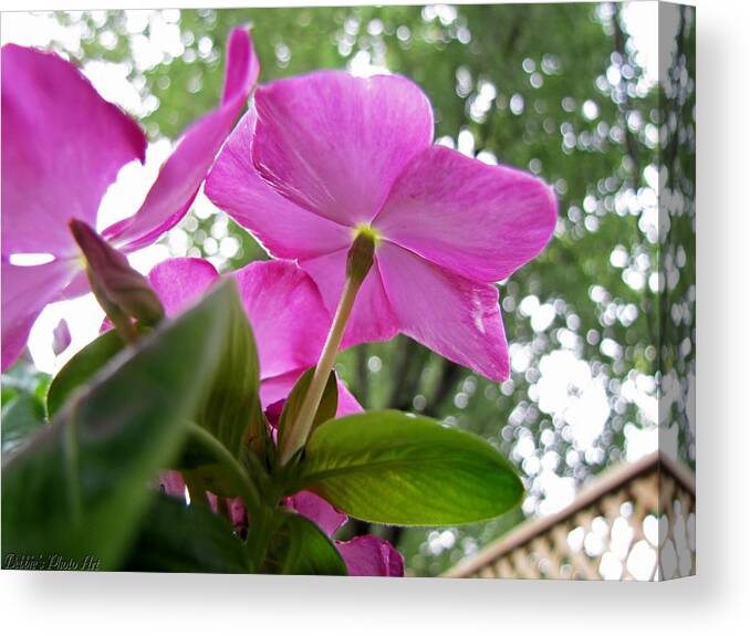 Nature Canvas Print featuring the photograph The Underside with Bokeh by Debbie Portwood