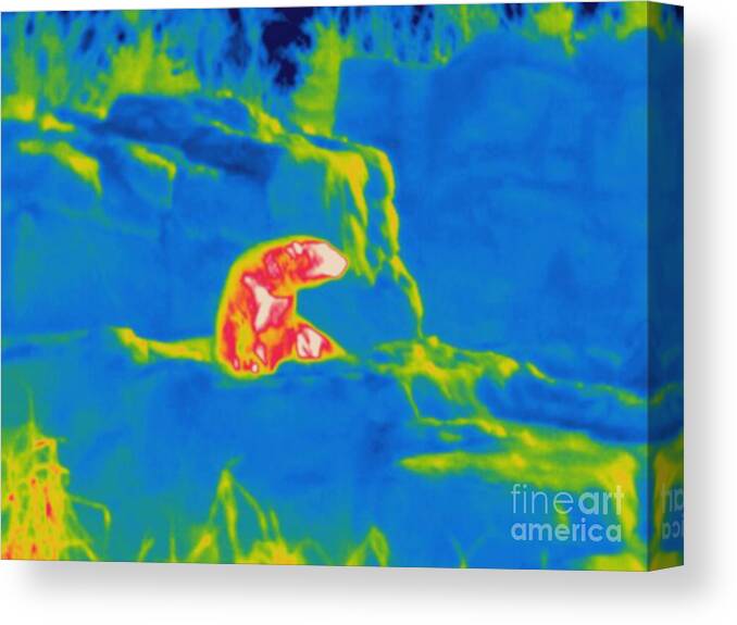 Thermogram Canvas Print featuring the photograph Thermogram Of A Polar Bear by Ted Kinsman