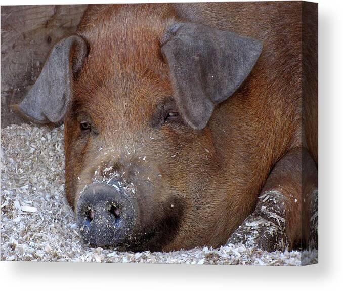 Pigs Canvas Print featuring the photograph This Little Piggy Took a Nap by Lori Lafargue