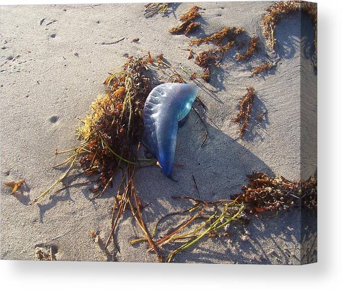Beach Canvas Print featuring the photograph Tread Carefully by Sheila Silverstein