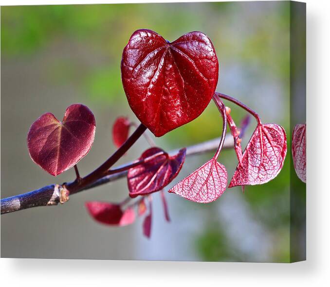 Hearts Canvas Print featuring the photograph Tree Of Hearts by Heidi Smith