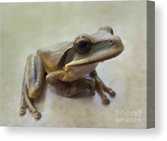 Nature Canvas Print featuring the photograph Tropical Tree Frog II by Heiko Koehrer-Wagner