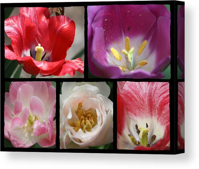 Tulip Canvas Print featuring the photograph Tulip Sampler by Teresa Mucha
