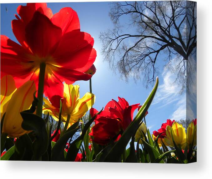 Tulips Canvas Print featuring the photograph Tulips in Sunshine by Peggy McDonald