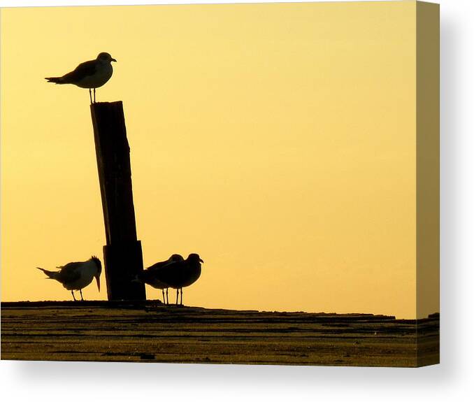 Seagul Canvas Print featuring the photograph Twilight Silhouettes by Artisan de l Image
