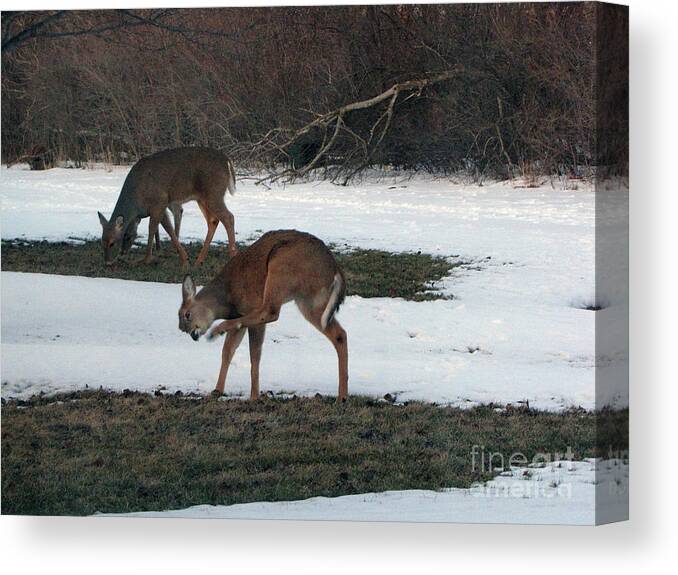 Wildlife Canvas Print featuring the photograph Two Deer Grazing by Cedric Hampton