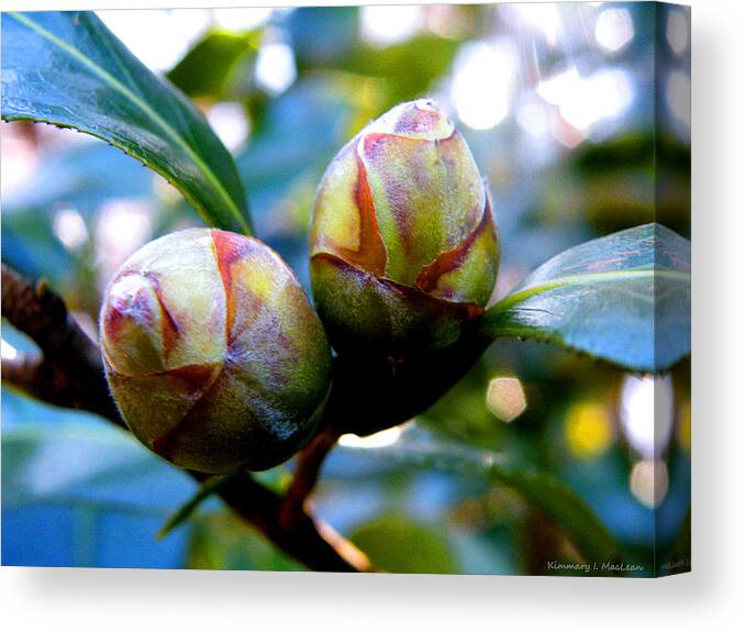 Camellia Canvas Print featuring the photograph Two Young Camellia's by Kimmary MacLean