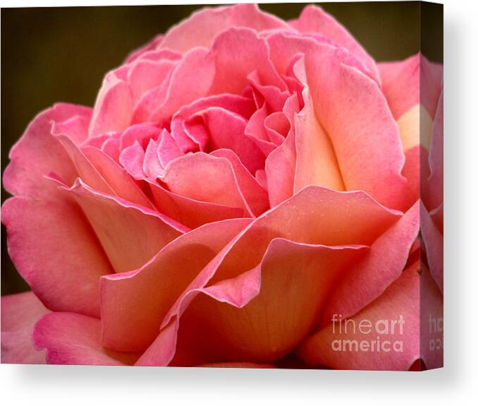 Rose Canvas Print featuring the photograph Unfolding by Rory Siegel