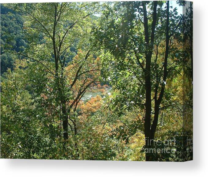 Virginia Canvas Print featuring the photograph Virginia Walk in the Woods by Mark Robbins