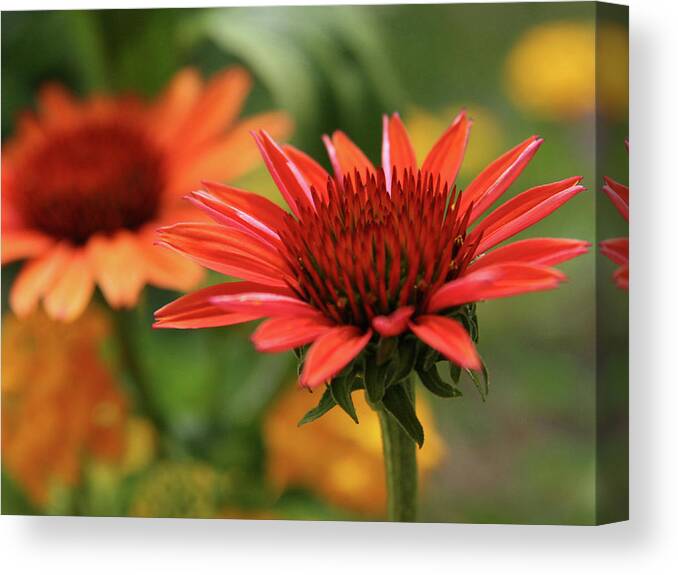 Echinacea Canvas Print featuring the photograph Vivid Summer by Margaret Denny