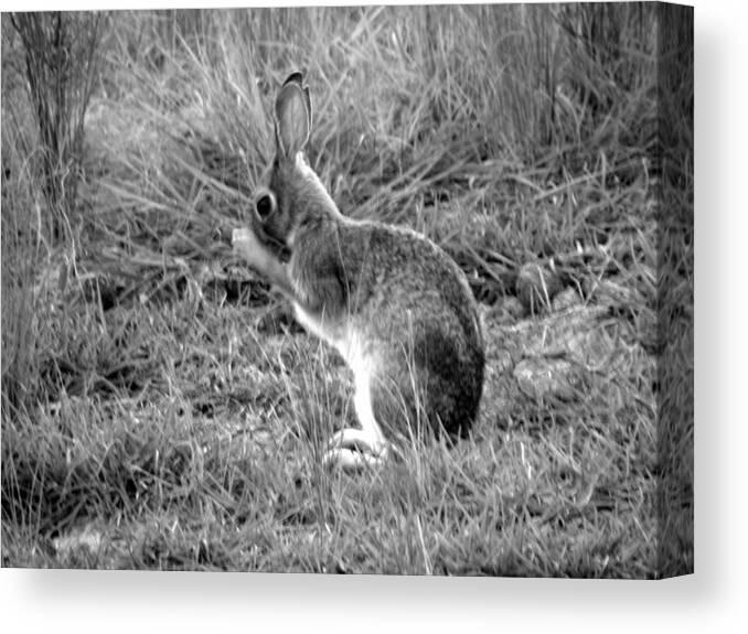 Bunny Canvas Print featuring the photograph Wash Time by Kim Galluzzo
