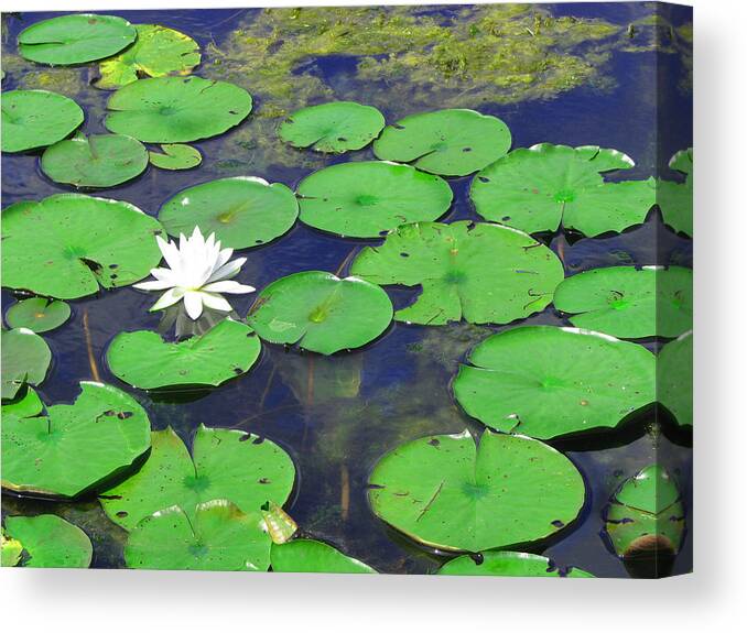 Water Lily Canvas Print featuring the photograph Water Lily by Clara Sue Beym