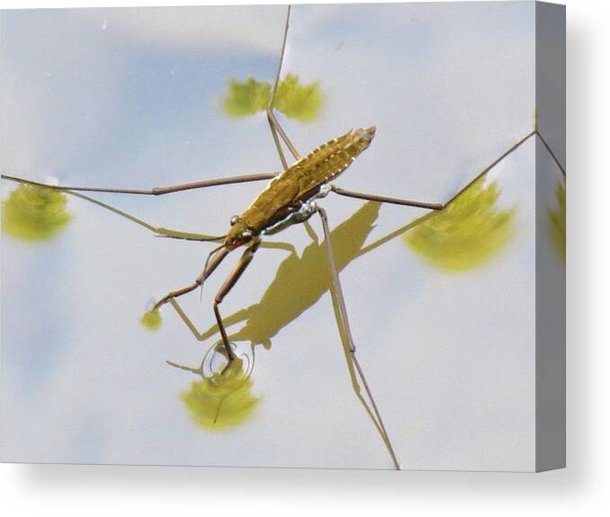 Water Canvas Print featuring the photograph Water Strider by Azthet Photography