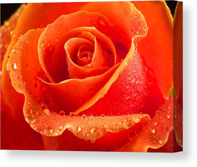 Rose Canvas Print featuring the photograph Wet rose by Jean Noren