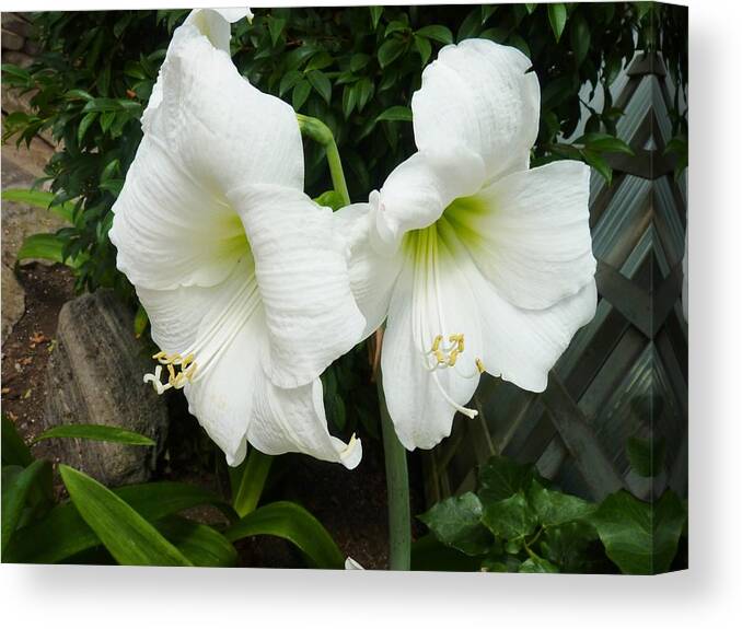 Flowers Canvas Print featuring the photograph White Twins by Jeanette Oberholtzer