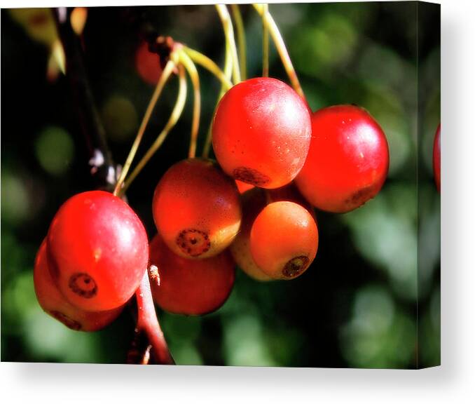 Hovind Canvas Print featuring the photograph Wild Cherry by Scott Hovind