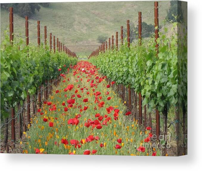 Vineyard Canvas Print featuring the photograph Wild Poppy by Holy Hands