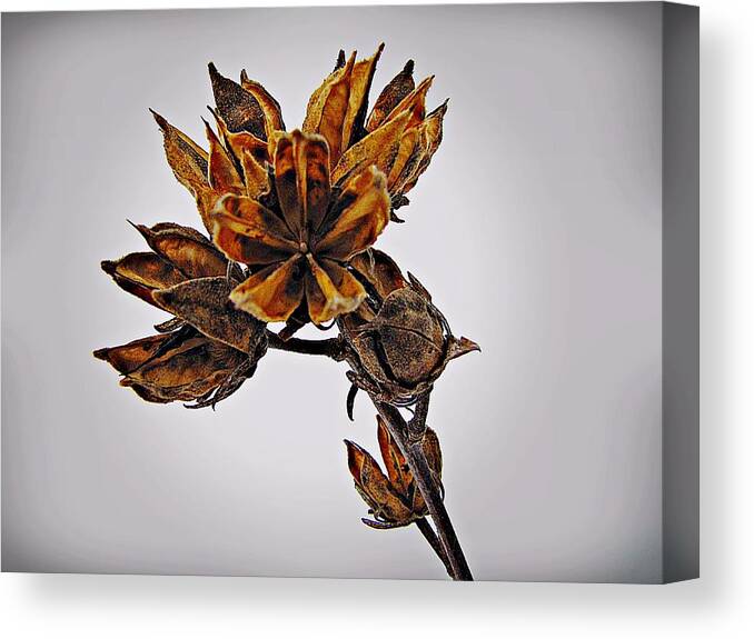 Rose Of Sharon Canvas Print featuring the photograph Winter Dormant Rose of Sharon by David Dehner