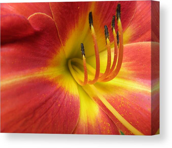 Day Lily Canvas Print featuring the photograph With Great Detail by Kim Galluzzo Wozniak